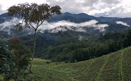 Rwanda: Abaturiye Pariki ya Gishwati – Mukura barayivuga imyato