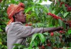 Gakenke: Abahinzi ba Kawa 'barayivuga Imyato' nyuma yo kubafasha kwiteza imbere