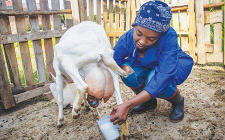 Ikamwa 4L, ikagurishwa 650,000: Uko Nshogozabahizi yahisemo korora Ihene za kijyambere