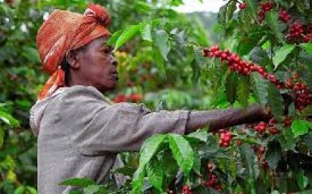 Gakenke: Abahinzi ba Kawa 'barayivuga Imyato' nyuma yo kubafasha kwiteza imbere