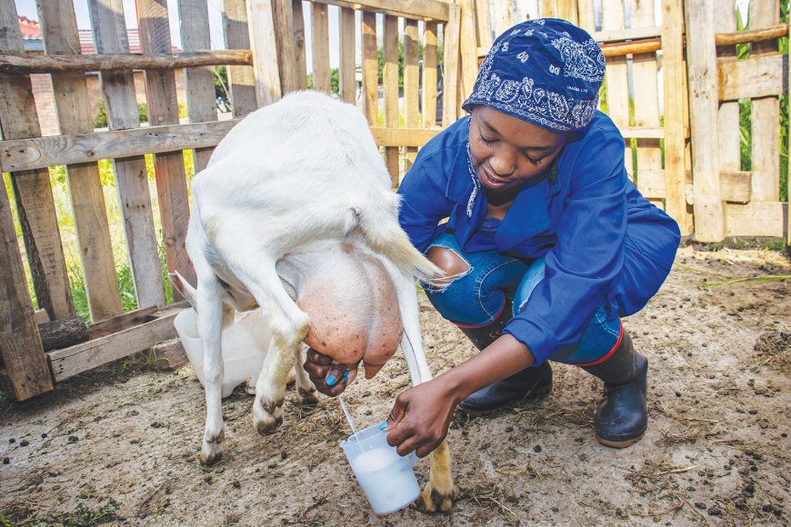 Ikamwa 4L, ikagurishwa 650,000: Uko Nshogozabahizi yahisemo korora Ihene za kijyambere