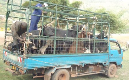 Rwanda: Amajwi asabira Amatungo agiye kubagwa 'gutwarwa neza' akomeje kwiyongera