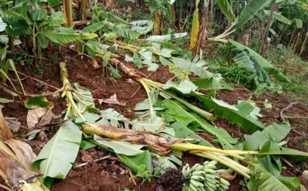 Karongi: Niyigena yararitse 'Urutoki rwa Se wabo' bapfuye Amafaranga y'Ikimina