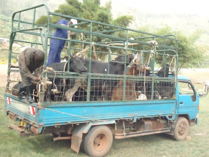 Rwanda: Amajwi asabira Amatungo agiye kubagwa 'gutwarwa neza' akomeje kwiyongera