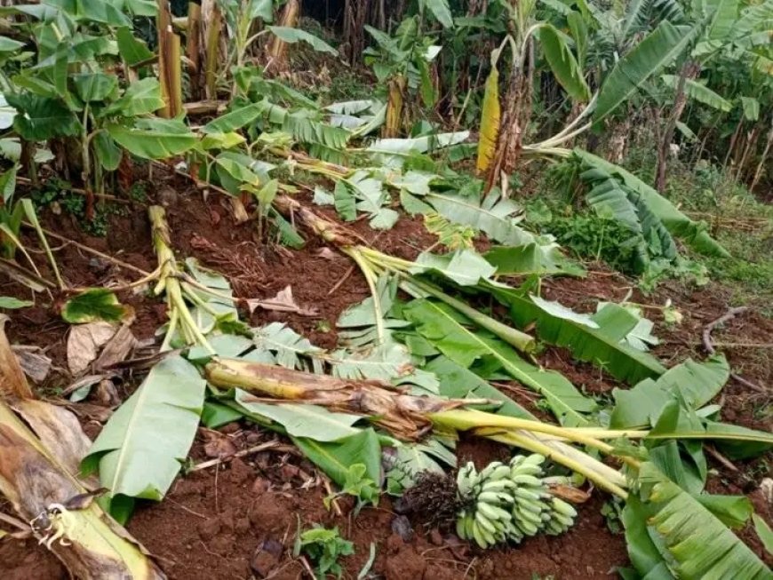 Karongi: Niyigena yararitse 'Urutoki rwa Se wabo' bapfuye Amafaranga y'Ikimina