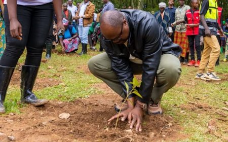 Karongi: Minisitiri w'Intebe yitabiriye Umuganda watewemo Ibiti 5,000 (Amafoto)