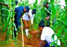 Burera: Bateye Ibiti bya Avoka bisaga ibihumbi 10 hagamijwe kurwanya imirire mibi