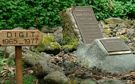 Inside the enigmatic killing of Gorilla researcher Dian Fossey