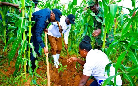 Burera: Bateye Ibiti bya Avoka bisaga ibihumbi 10 hagamijwe kurwanya imirire mibi