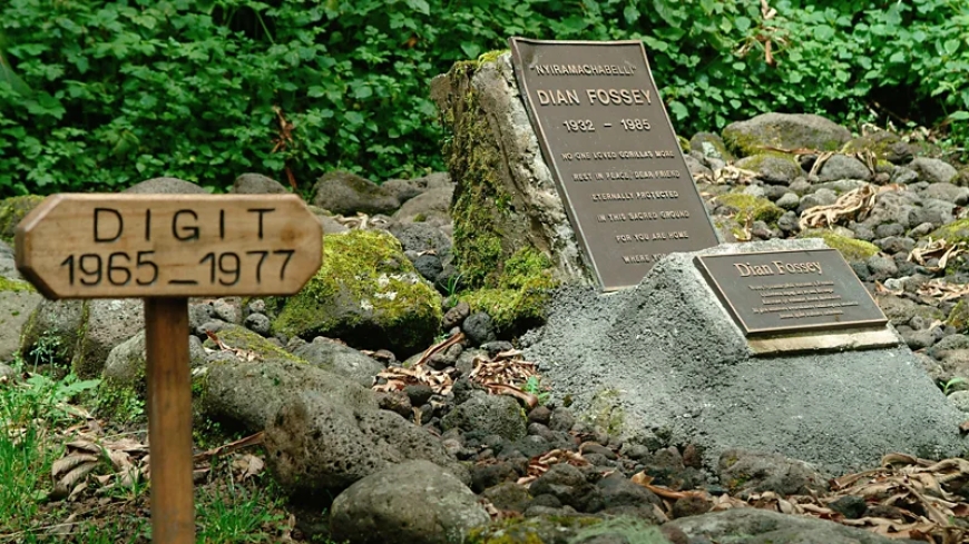 Inside the enigmatic killing of Gorilla researcher Dian Fossey