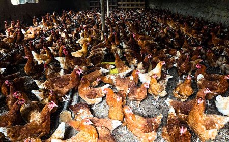 Gakenke: Ingo zisaga ibihumbi 75 zoroye Amatango magufi n'amaremare