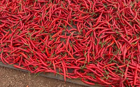 Rwanda: Umushinga wo kubaka ubwumishirizo bw’umusaruro w’urusenda ugeze kuri 78% (Amafoto)