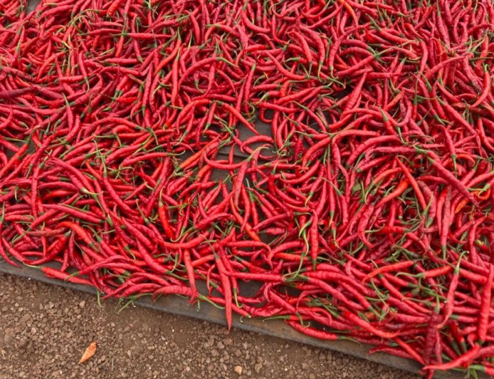 Rwanda: Umushinga wo kubaka ubwumishirizo bw’umusaruro w’urusenda ugeze kuri 78% (Amafoto)